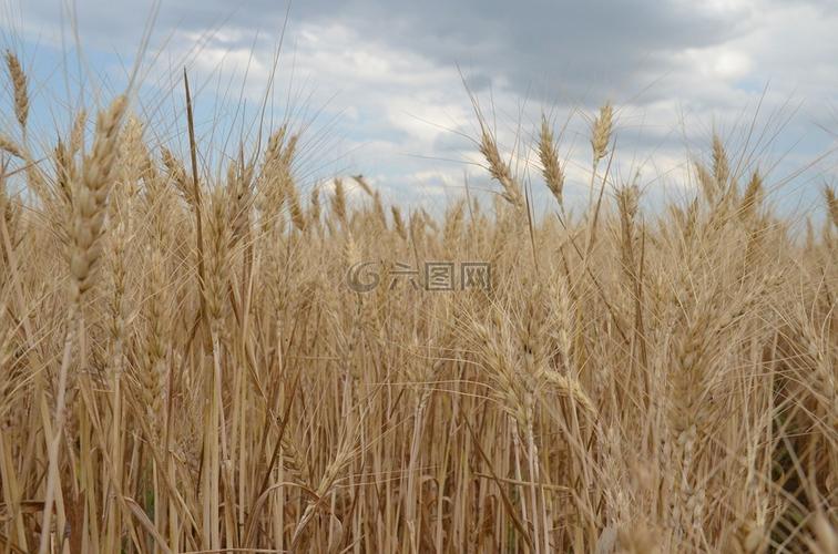 小麦,字段,谷物