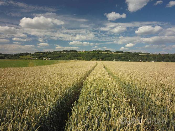 在麦田里拖拉机的踪迹成熟的谷物作物农业劳动机械化农场是食物的来源